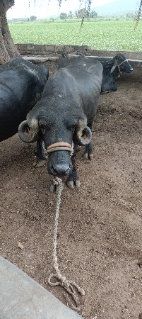 pado