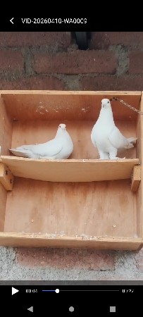 કબૂતર વેચવાના છે