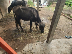 પાડો વૈચવા નો છે 
અઢીવરસ ને છૈ