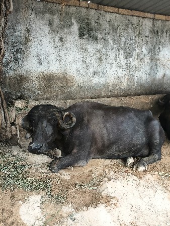 ભેંસ વેચવાની છે