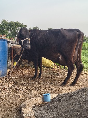 ગીરલેંડો ગાય