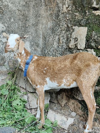 patiri bakri