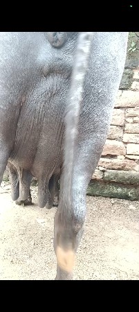 ભેંસ વેચવાની છે