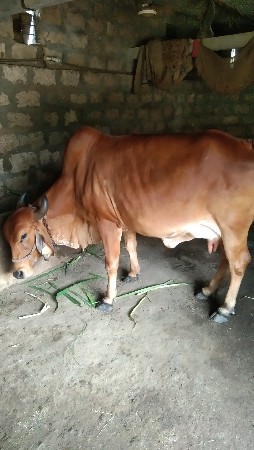 9624326741