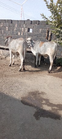 ગોઢલા વેચવાના છે