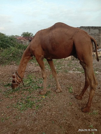 સાંઢીયો વેચવાનો છે