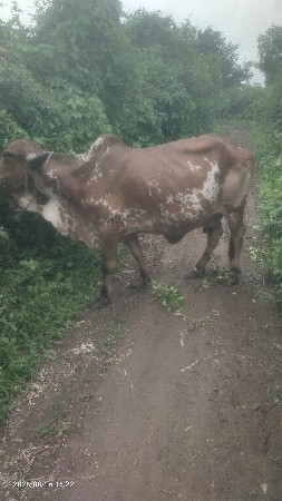 Gir Gay vechvani 6e
