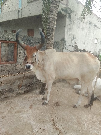 આવો ગોઢલો લેવાનો સે