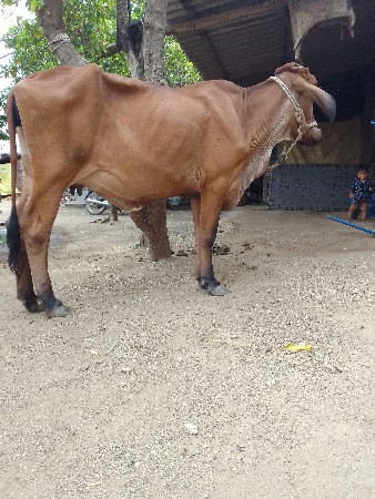 હોળકી વેચવાની છે