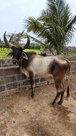ગામ બળેજ પોરબંદર