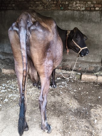 બે જરશી ગાયું વેચવાની છે