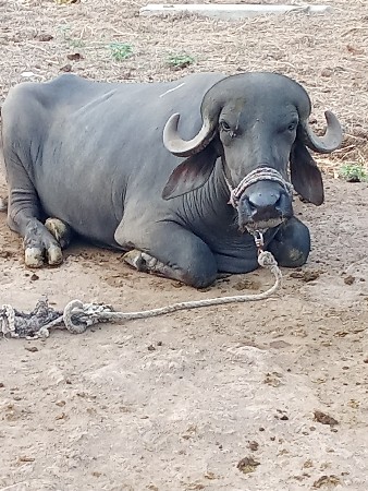 ખડેલીવેચાવ 3 છે એકગાભણછે 8