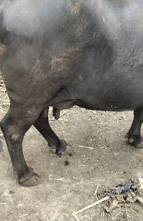 ભેંશ વેચવાની છે