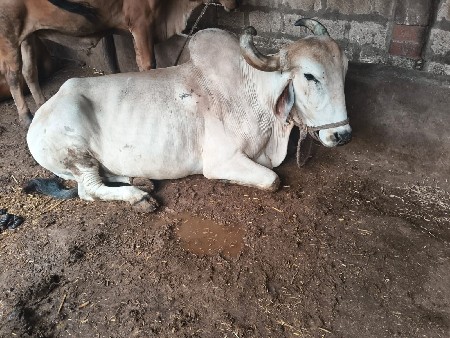 બળદ વેચવાનો છે