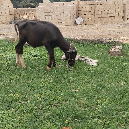 2 પાડા વેચવાના છે