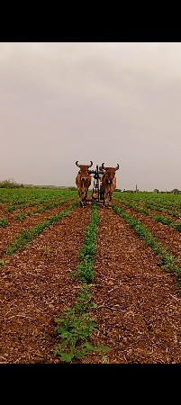 વેચવાના