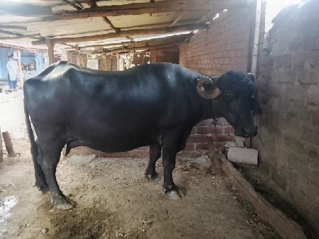 બીજુવેતર