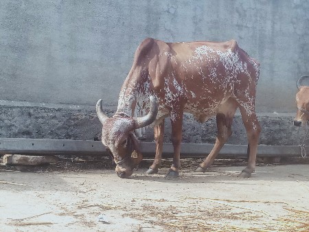 ઓરીજનલ ગીર ગાય દેવાની છે