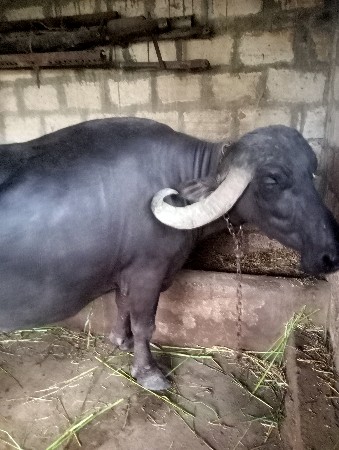 bhes vechvani chhe