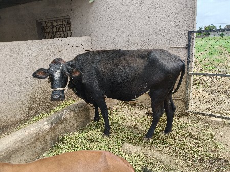 vachadi vechava ni che