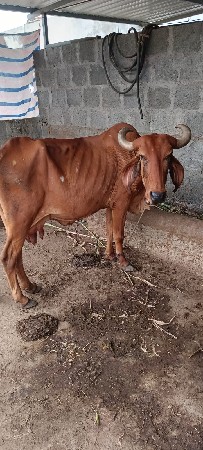 અર્જુન ગોલતર