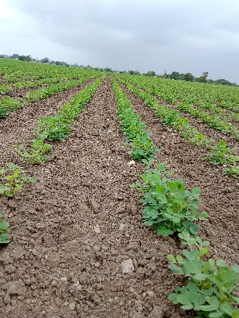જમીન લેવા કે વેચવા‌  માટે