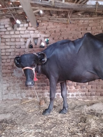 ભેંસ વેચવાની છે