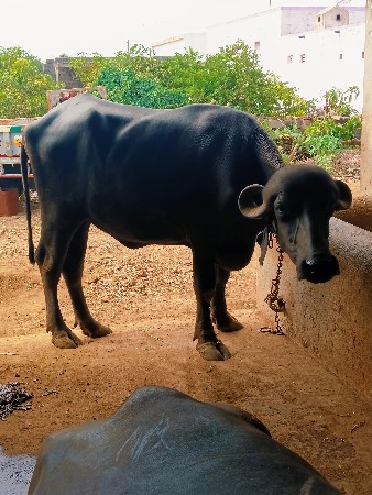 આ ખડેલી વેચવાની છે