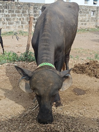 દેવભૂમિ દ્વારકા જિલ્લાના ખંભાળિયા