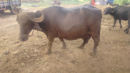 ભેસ વેચવાની છે