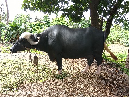 veshava ni se