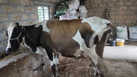 ઈસફ ગાય છે