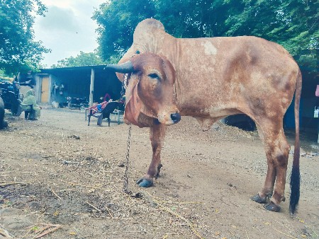 ઓડકી વેચવાની છે