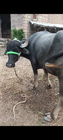 ભેંસ વેચવાની છે