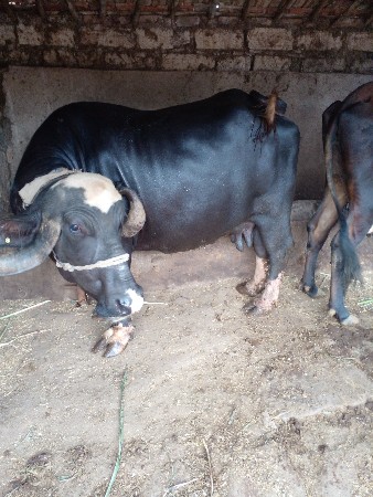 2 ju vetar