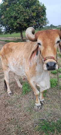 બળદ વેચવાનો છે