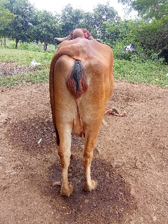 ગાય વેચવાની છે