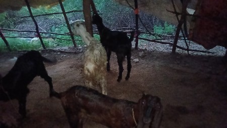 બકરા છે 15 વેચવાની