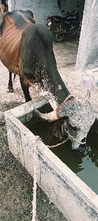 ગીર ગાય વેચવાની છે