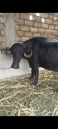 4 મહિનો ગાભ. ૩ લિટર દૂધ