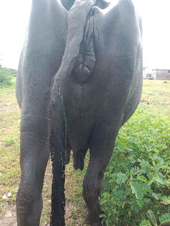 તીજુ વેતર સે