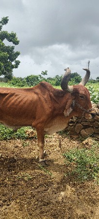 વેચવાના છે