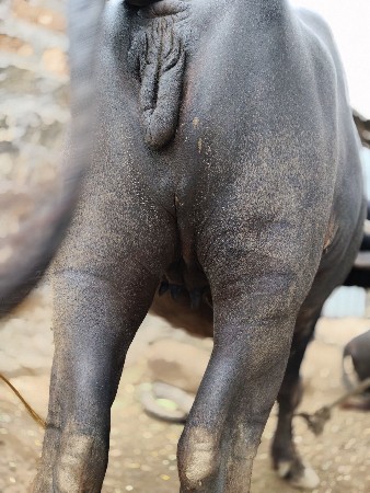 khadeli vechvani chhe