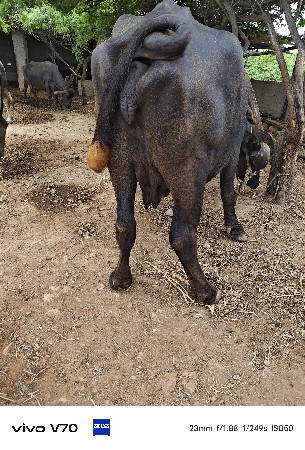 બીજી વેતર વ્યાસે