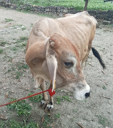 ગાય તાજી વ્યાનેલ 7 લીટર
