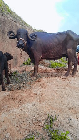 ભેંસ વેચવાની છે