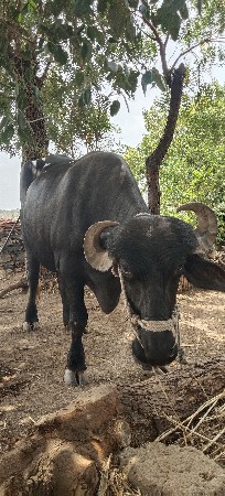 પેલું વેતર