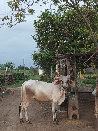 વાછરડો વેચવા નો છે
