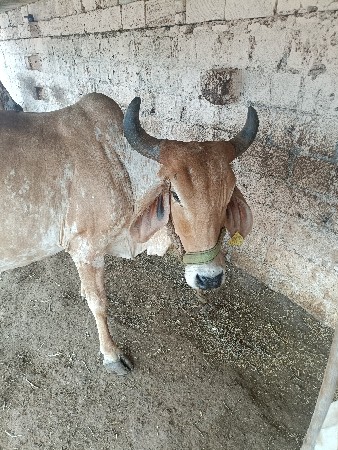 ગાય વેચવાની છે