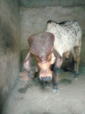 ગીર વાછડો દેવા નો છે